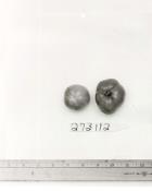 Click for 1 image(s) for this accession. FRUIT